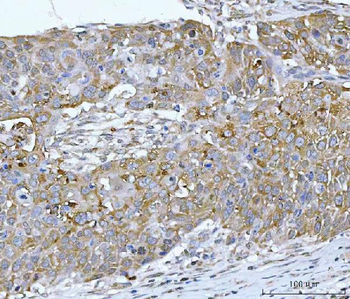 RPL32 Antibody
