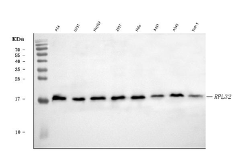 RPL32 Antibody