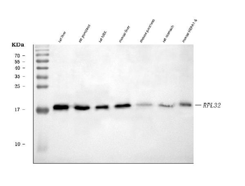 RPL32 Antibody