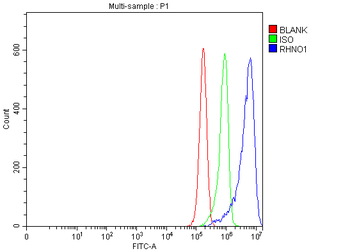 RHNO1 Rabbit Polyclonal Antibody