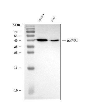 RHNO1 Rabbit Polyclonal Antibody