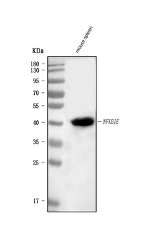 IKB epsilon/Nfkbie Rabbit Polyclonal Antibody