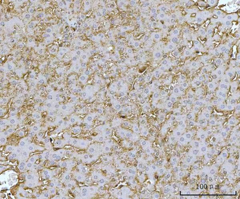 MTHFD1 Antibody
