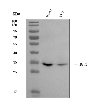 MLX Rabbit Polyclonal Antibody