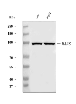 MARS1 Rabbit Polyclonal Antibody