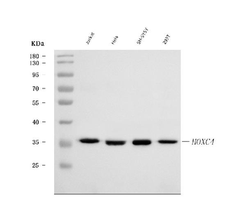 HOXC4 Antibody