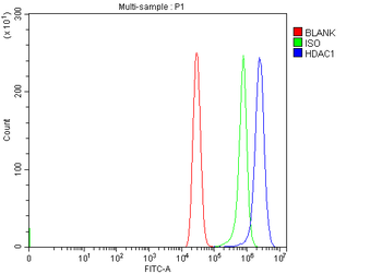 HDAC1 Rabbit Polyclonal Antibody