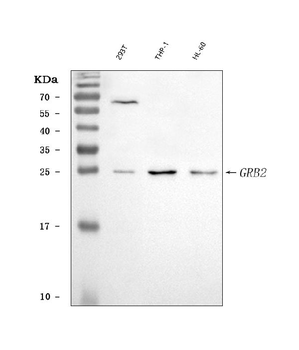 GRB2 Rabbit Polyclonal Antibody