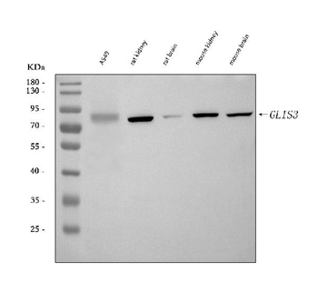 GLIS3 Rabbit Polyclonal Antibody