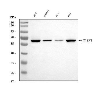 GLIS1 Antibody