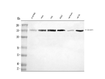 CLASP1 Antibody