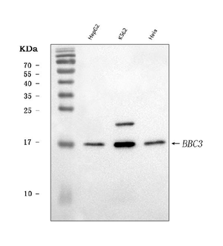 PUMA/BBC3 Rabbit Polyclonal Antibody