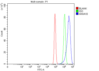 Annexin A10/ANXA10 Rabbit Polyclonal Antibody