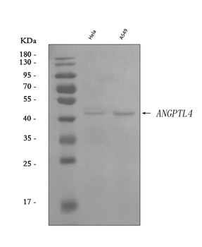 Angiopoietin-like 4/ANGPTL4 Rabbit Polyclonal Antibody