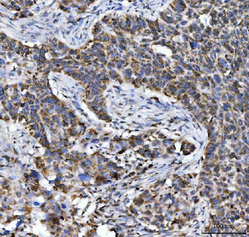 Aconitase 2 Antibody (monoclonal, 4C12D1)