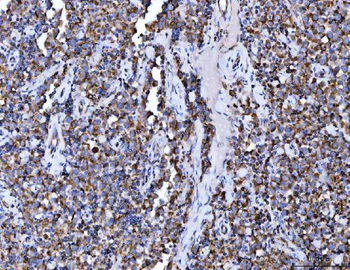 Aconitase 2 Antibody (monoclonal, 4C12D1)