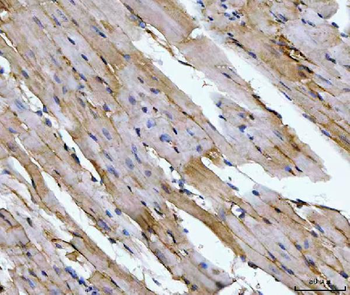 Aconitase 2 Antibody (monoclonal, 4C12D1)