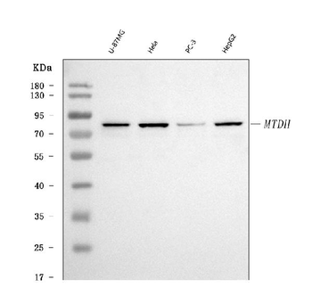 LYRIC Mouse Monoclonal Antibody