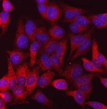 Calnexin/CANX Antibody (monoclonal, 8D10B3)