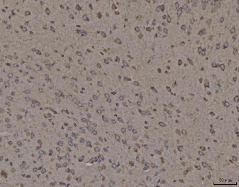Calnexin/CANX Antibody (monoclonal, 8D10B3)