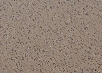 Calnexin/CANX Antibody (monoclonal, 8D10B3)