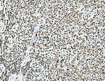 PC4/SUB1 Antibody (monoclonal, 8D9D1)