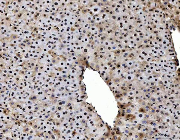 PC4/SUB1 Antibody (monoclonal, 8D9D1)