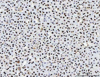 PC4/SUB1 Antibody (monoclonal, 8D9D1)