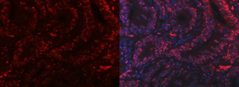PC4/SUB1 Antibody (monoclonal, 8D9D1)
