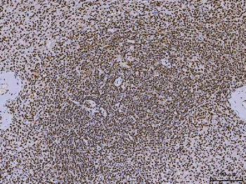 PC4/SUB1 Antibody (monoclonal, 8D9D1)