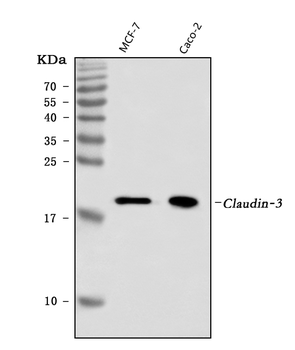 Claudin 3/CLDN3 Mouse Monoclonal Antibody