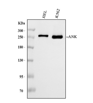 Ankyrin erythroid/ANK/ANK1 Mouse Monoclonal Antibody
