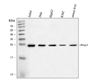 BAG2 Mouse Monoclonal Antibody