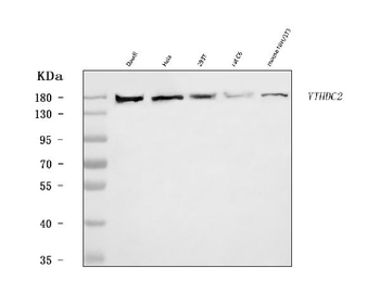 YTHDC2 Rabbit Polyclonal Antibody
