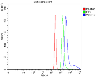 WDR12 Rabbit Polyclonal Antibody