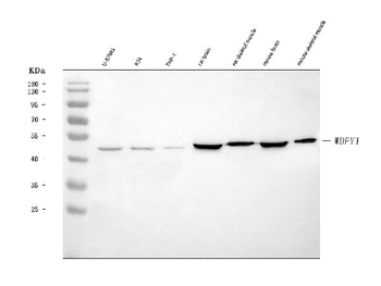 FENS1/WDFY1 Rabbit Polyclonal Antibody