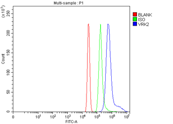 VRK2 Rabbit Polyclonal Antibody