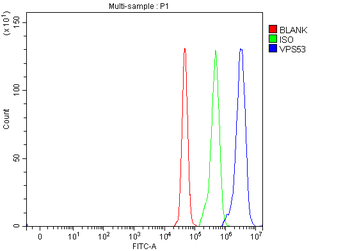 VPS53 Antibody