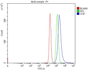 VCP Antibody