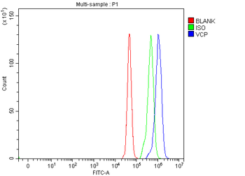 VCP Antibody