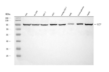 VCP Antibody