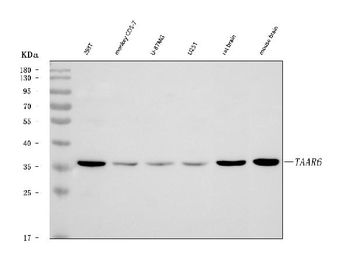 TAAR6 Rabbit Polyclonal Antibody