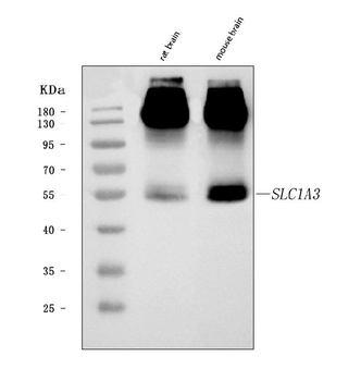 EAAT1/SLC1A3 Rabbit Polyclonal Antibody