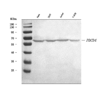 PDCD4 Rabbit Polyclonal Antibody