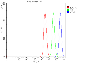 heavy chain Myosin/MYH3 Antibody