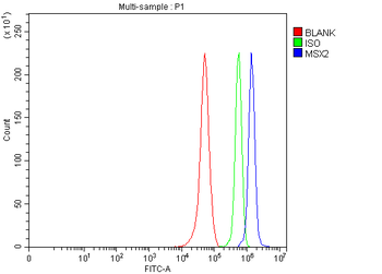 Hox8/MSX2 Rabbit Polyclonal Antibody
