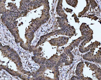 MAT2A Antibody
