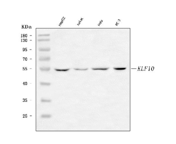 KLF10 Antibody