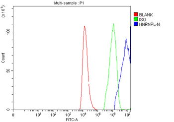 hnRNP L/HNRNPL Antibody