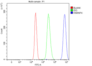 hnRNP K/HNRNPK Antibody